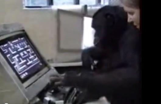 chimpanze joga pacman 