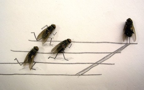 moscas corrida