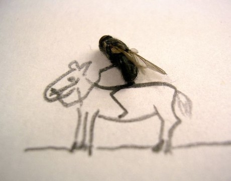 mosca cavalgando